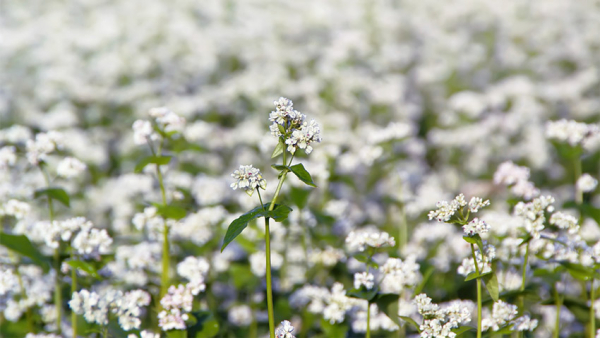 Fleurs_de_sarrasin